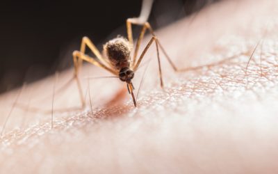 Perchè le zanzare pungono?